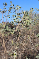 Crotalaria cunninghamii