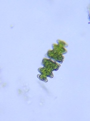 Euastrum humerosum