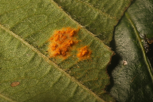 Rubus rust
