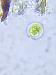 Gloeocapsa