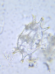 Xanthidium antilopaeum