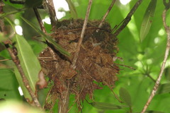 Hylocichla mustelina