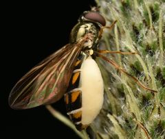 Entomophthora syrphi