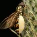 Entomophthora syrphi - Photo (c) Rasmus Allesoee, some rights reserved (CC BY-NC), uploaded by Rasmus Allesoee