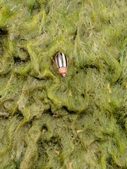 Disonycha leptolineata