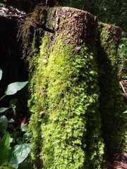 Hymenophyllum cupressiforme