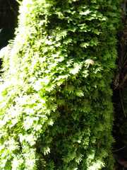 Hymenophyllum cupressiforme