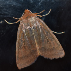 Epiglaea decliva