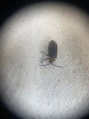 Tricholochmaea punctipennis