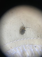 Tricholochmaea punctipennis