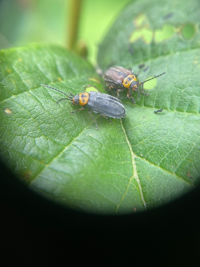 Pacific Willow Leaf Beetle