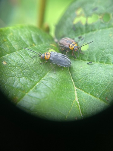 Pacific Willow Leaf Beetle