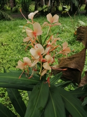 Hedychium coccineum
