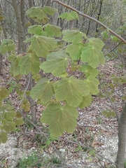 Acer opalus obtusatum