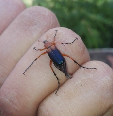 Macrodactylus dimidiatus