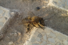 Apis mellifera