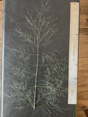 Eragrostis capillaris