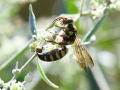 Myzinum maculatum