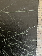 Eragrostis capillaris