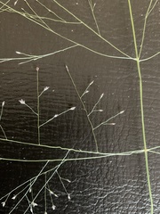 Eragrostis capillaris