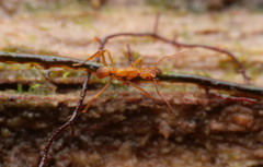 Cyphomyrmex