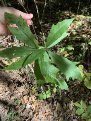 Quercus × heterophylla