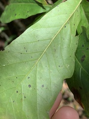 Quercus × heterophylla