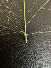 Eragrostis capillaris