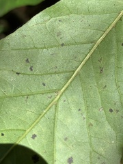 Quercus × heterophylla