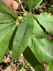 Quercus × heterophylla