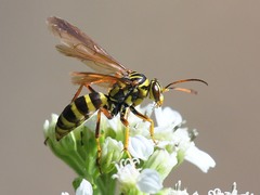 Poecilopompilus mixtus