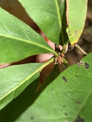 Quercus × heterophylla