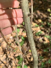 Quercus × heterophylla