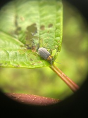 Tricholochmaea punctipennis