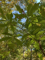 Quercus × heterophylla