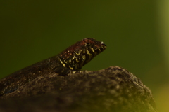 Sceloporus pyrocephalus