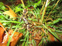 Salamandra salamandra gallaica