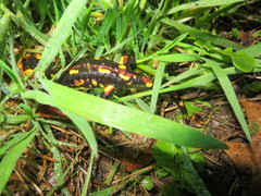 Salamandra salamandra gallaica