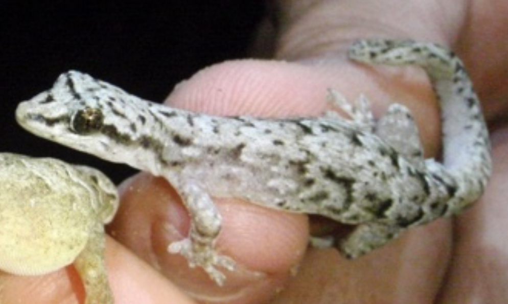 Beach Scaly-Toed Gecko