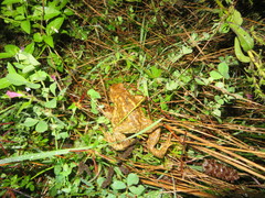 Bufo spinosus
