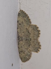 Charissa glaucinaria