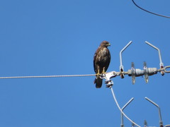 Buteo buteo