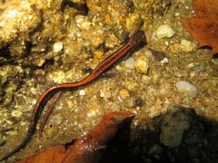 Chioglossa lusitanica