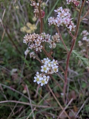 Micranthes integrifolia