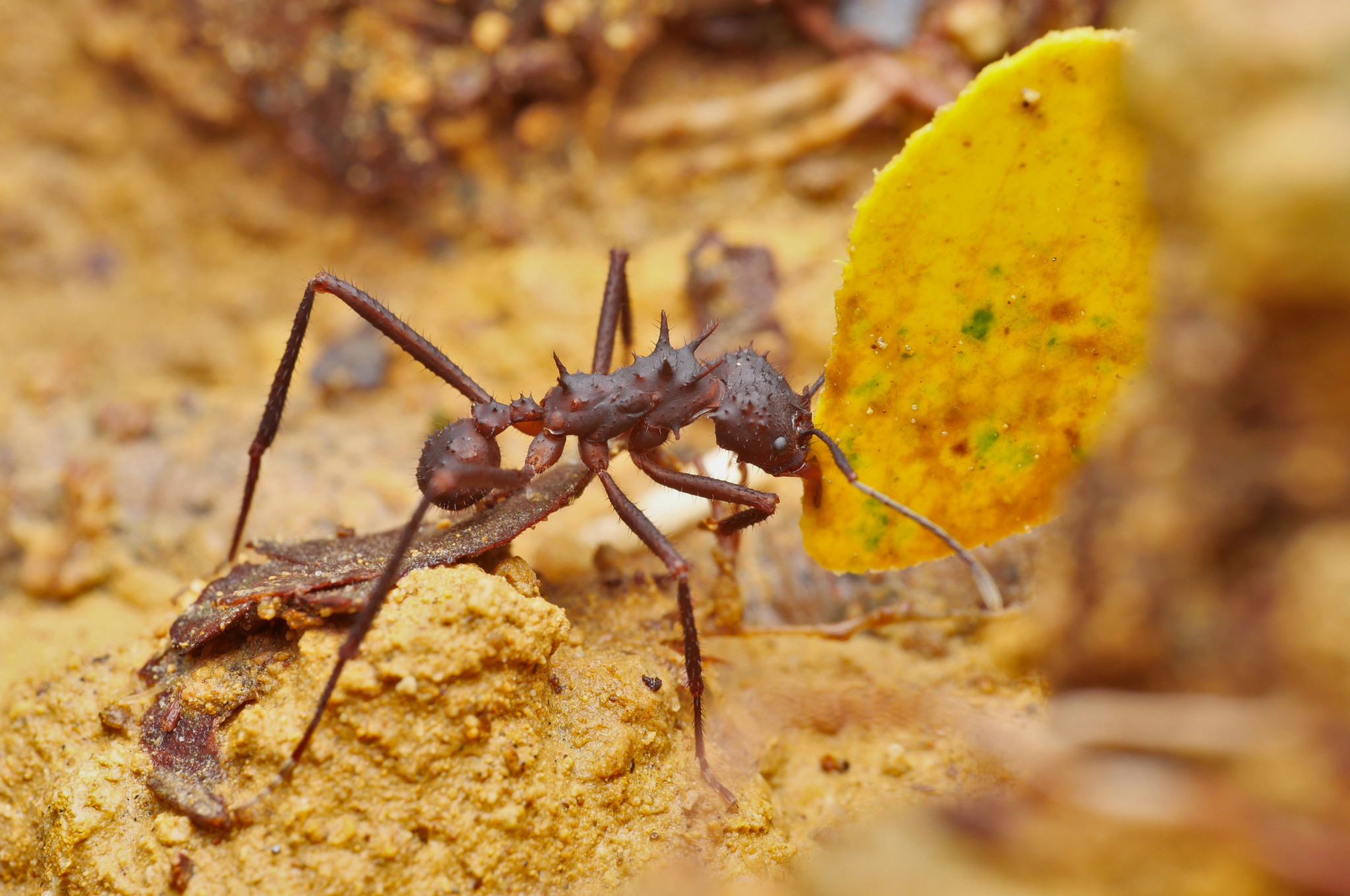 Acromyrmex volcanus · iNaturalist