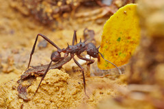 Acromyrmex volcanus