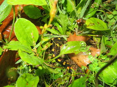 Salamandra salamandra gallaica