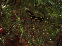 Salamandra salamandra gallaica