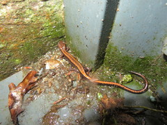 Chioglossa lusitanica
