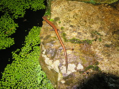 Chioglossa lusitanica